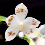 Phalaenopsis tetraspis ‘Spot ´
