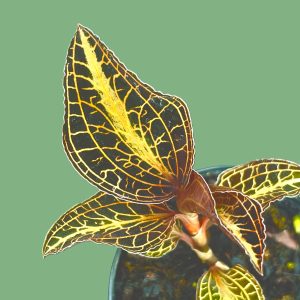 x Anoectochilus
