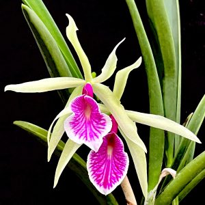 Brassocattleya Clear Stars 'Burst Crack Lip'