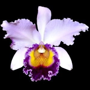 Cattleya Dinard 'Blue Heaven'