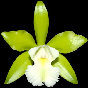 Cattleychea Siam Jade