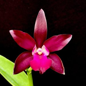 Cattlianthe Sagarik Wax 'African Beauty'