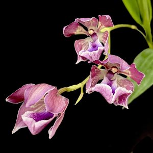 Zygonisia Marasakikomachi