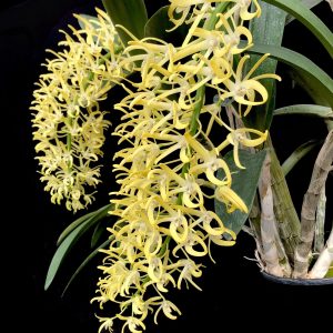 Dendrobium speciosum