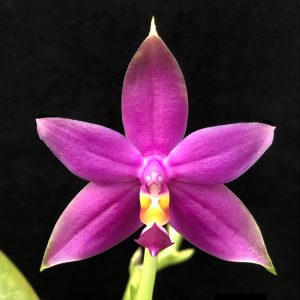 Phalaenopsis violacea