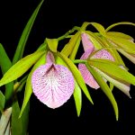 Brassocattleya Ecuagenara