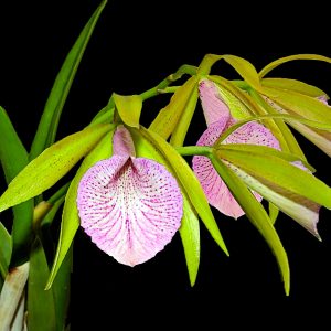 Brassocattleya Ecuagenara