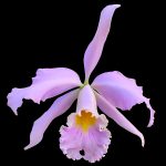 Cattleya Milo 'coerulea' (1910)
