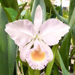 Cattleya schroederae