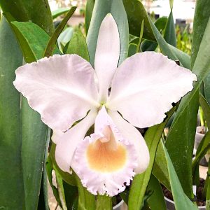Cattleya schroederae