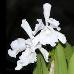Cattleya wallisii 'alba'