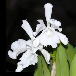 Cattleya wallisii 'alba'