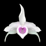 Dendrobium anosmum semi-alba 'Pink' (syn. Dendrobium superbum)