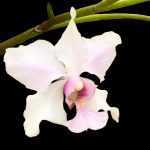 Papilionanthe teres