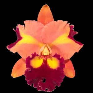 Rhyncholaeliocattleya Chief Queen 'Lightning'