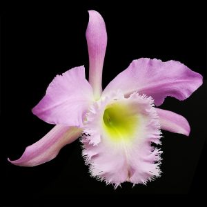 Rhyncholaeliocattleya Duh's White 'Peppa Pig'