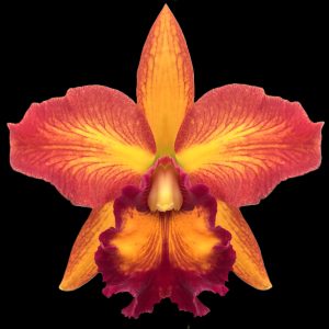Rhyncholaeliocattleya Guanmiau Canary