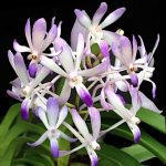 Vanda Lou Sneary 'Blue Bird'