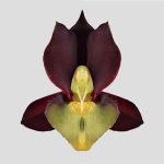 Catasetum tenebrosum