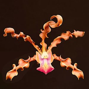 Laelia x lueddemannii (syn. Schomburgkia x lueddemannii)