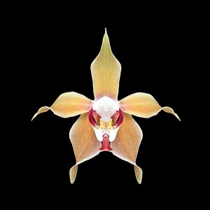 Paraphalaenopsis denevei
