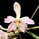 Paraphalaenopsis laycockii