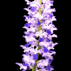 Rhynchostylis coelestis Blue