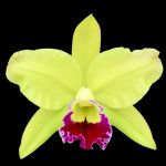 Rhyncholaeliocattleya Greenwich 'Elmurst'