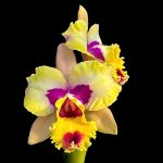 Cattleya Hsinying Fantasy x Cattleya loddigesii
