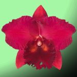 Orchidée rouge parfumée