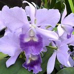 Orchidée Rhyncattleanthe Lois McNeil 'Ace' aux pétales lavande et labelle violet