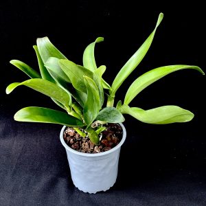 Orchidée Rhyncattleanthe Lois McNeil 'Ace' aux pétales lavande et labelle violet