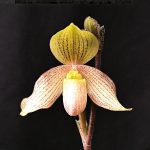 Paphiopedilum Françoise et Jacques Depors