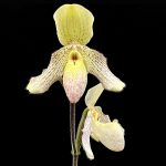 Paphiopedilum Geppetto de l'Amazone x Quick Sand
