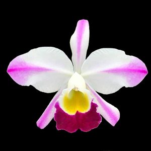 Cattleya wallisii f. flamea 'Fairy' (syn. Cattleya eldorado f. flamea 'Fairy') SBM/JOGA