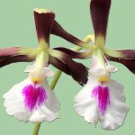 Encyclia cordigera