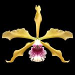 Cattleya grandis (syn. Laelia grandis)