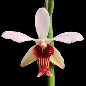 Papilionanthe taiwaniana