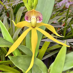 Prosthechea Goldstern