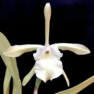 Rhyncholaelia glauca (syn. Brassavola glauca)