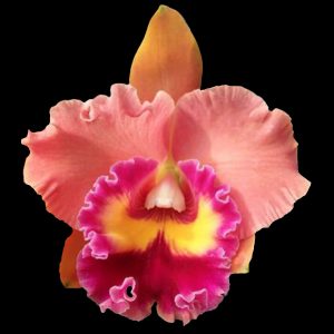Rhyncholaeliocattleya Focus Taiwan