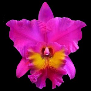 Rhyncholaeliocattleya King of Taïwan 'Ta Hsin #1' AM/AOS