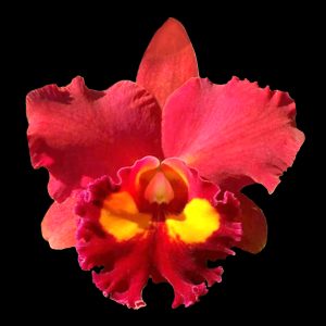 Rhyncholaeliocattleya Phet Paithoon 'Rambutan'