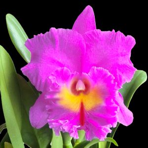 Rhyncholaeliocattleya Pink Empress 'Bright Sun'