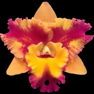 Rhyncholaeliocattleya Rungnapha Fancy 'Warm Welcome'