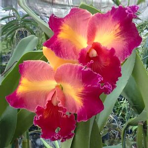 Rhyncholaeliocattleya Village Chief Belle