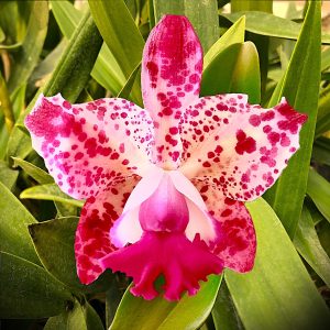 Rhyncholaeliocattleya Water Song 'Loli Cat'