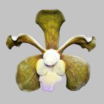 Vanda bicolor