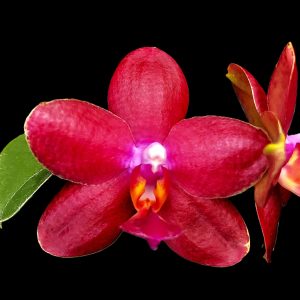 Phalaenopsis de couleur rouge, cireux
