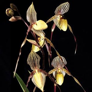 Paphiopedilum Saint Swithin